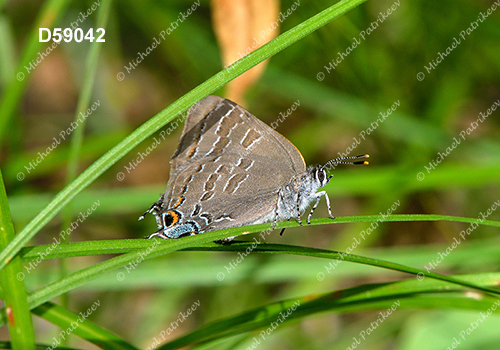 Hickory Hairstreak (Satyrium caryaevorus)